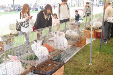 เทศกาล All Japan Giant Rabbit 