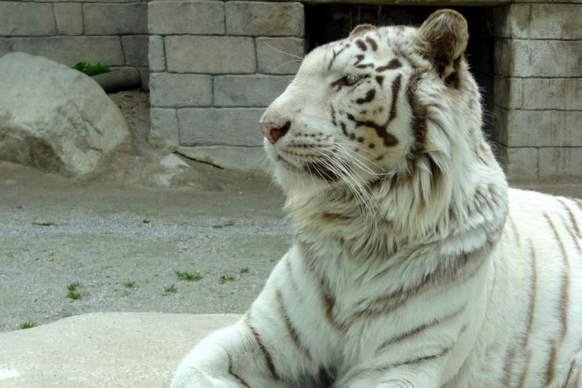 Tobu Zoo, white tiger