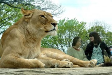 Tobu Zoo, lion pride