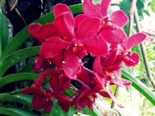 Beautiful tropical flowers in bloom at the Bios no Oka Gardens in Okinawa