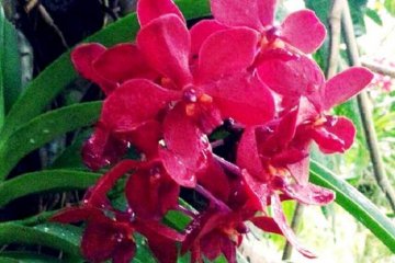 Beautiful tropical flowers in bloom at the Bios no Oka Gardens in Okinawa