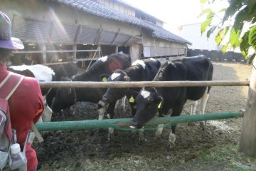 cows in paddock
