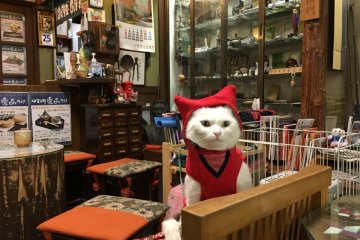 Chacha, the ninja cat can be found at Murai Bankoen in Iga City