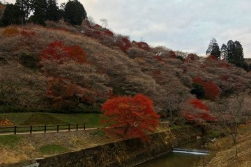 The beautiful shikizakura bloom in autumn, at the same time as the fall leaves turn red