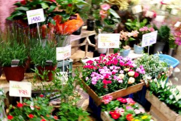 A rainbow of pastel colors at the Nishiki Flower Markets in Central Kyoto