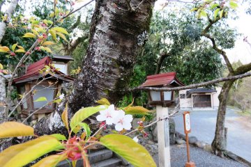 Cherry blossoms grace the grounds of Kitakinokura Shrine
