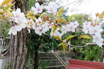 Cherry blossoms grace the grounds of Kitakinokura Shrine