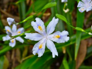Shaga (Japanese Iris)