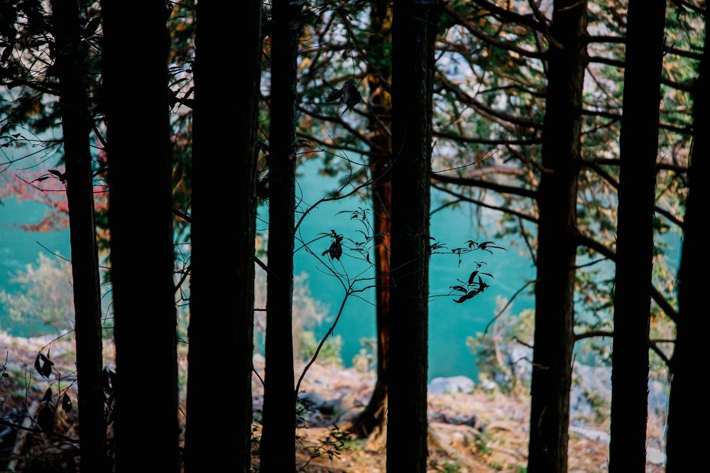 Turquoise between the trees
