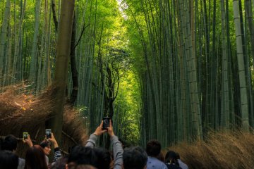 People on vacation taking some shots of the tall and mesmerizing bamboo trees at Arashiyama Bamboo Grove in Kyoto Prefecture,