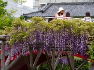Hoa đậu biếc nở rộ tại đền Kameido Tenjin