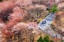 Sakura di Gunung Yoshino