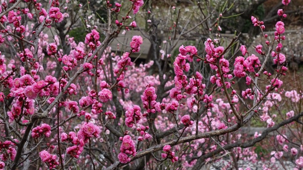  'พลัมญี่ปุ่น' มีชื่อทางวิทยาศาสตร์ว่า Prunus mume ซึ่งในภาษาไทยมีบางคนเรียกว่า 'ดอกบ๊วย'