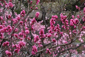  'พลัมญี่ปุ่น' มีชื่อทางวิทยาศาสตร์ว่า Prunus mume ซึ่งในภาษาไทยมีบางคนเรียกว่า 'ดอกบ๊วย'