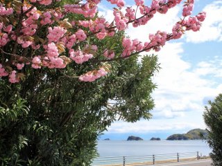 Весной, деревья сакуры цветут на берегу моря