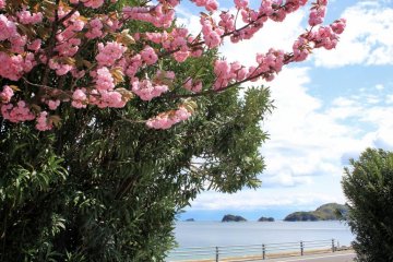 <p>Весной, деревья сакуры цветут на берегу моря</p>