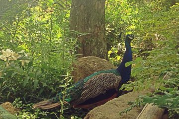 Peacocks roam about the temple and hillside