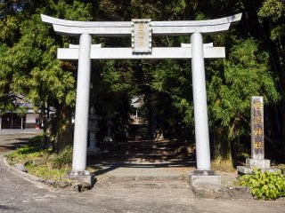 Cổng torii dẫn vào khu rừng
