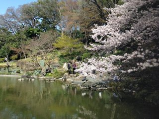Деревья сакуры в самом пике цветения