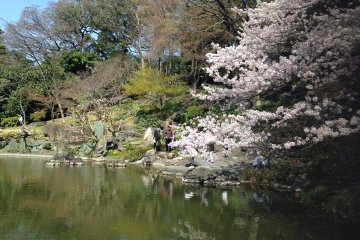 Деревья сакуры в самом пике цветения