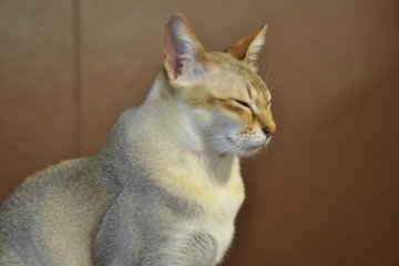 One of the many short-haired variety of cats at the café