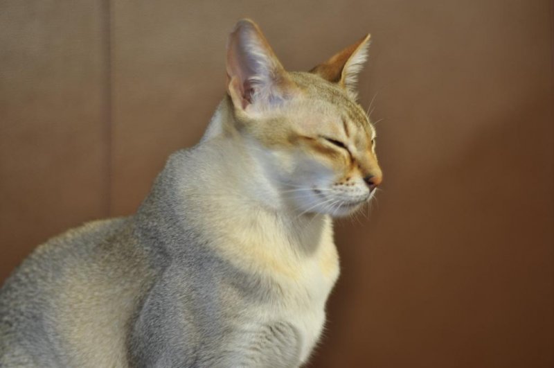 One of the many short-haired variety of cats at the café
