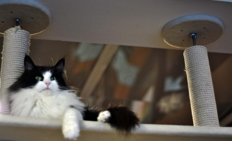 <p>Есть много высоких полок, где кошки могут побыть некоторое время в одиночестве</p>