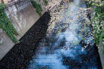 메구로 강에 떨어진 벚꽃 꽃잎