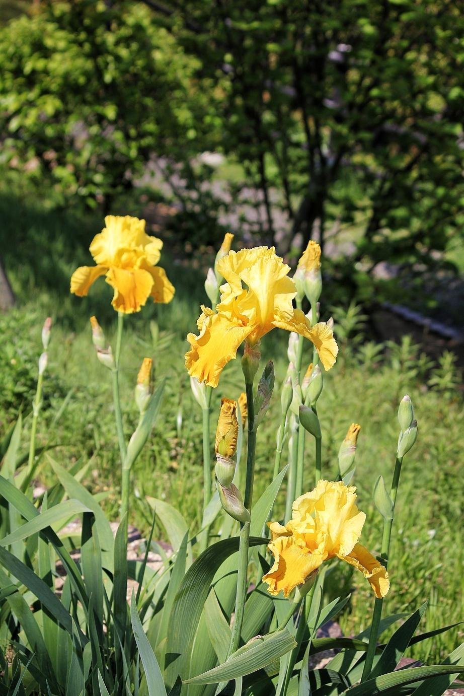 Hoa diên vĩ vàng là một trong nhiều loài hoa ở Shimin no Mori & Công viên hoa