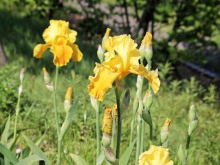 Yellow irises, one of the many colours at the Shimin no Mori & Flower Park in Imabari