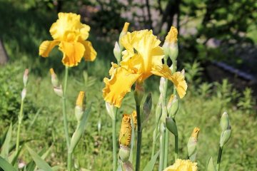 Yellow irises, one of the many colours at the Shimin no Mori & Flower Park in Imabari