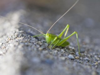 I found a little friend--the word for grasshopper in Japanese is batta