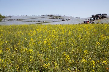 Rapeseed flowers at Hitachi Seaside Park provide a brilliant contrast to the nemophila