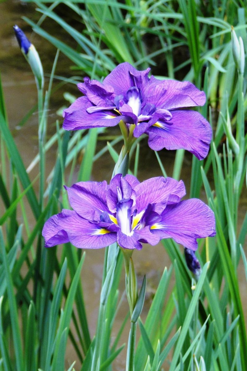 Ирисы цветут в саду храма Мейдзи