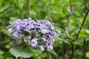 Walk along Hydrangea Path which is in bloom from June to July.