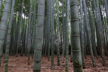 The insurmountable bamboo forest