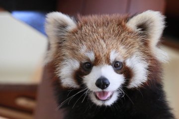 The Lesser Panda is one of the beloved animals at the zoo