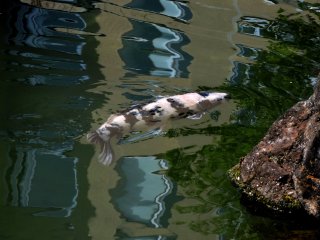 One of the colorful koi in the pond.