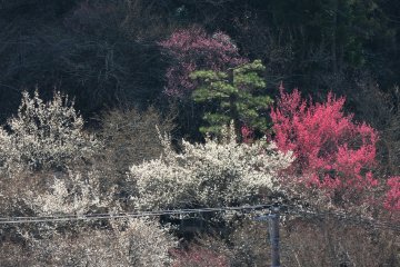 Red, pink and white blossom