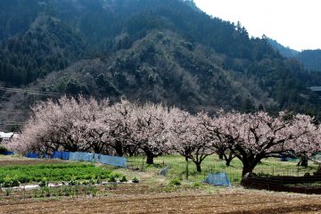 Plum orchard at the base of the hills