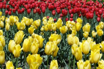 A field of tulips