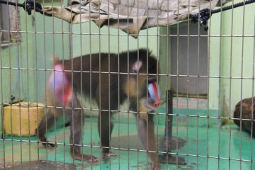 <p>The mandrill is perhaps as beautiful coming as it is going</p>