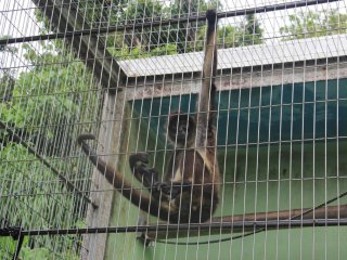 Le singe-araignée à tête brune est originaire d'Amérique latine