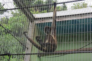<p>A black-handed spider monkey is native to Latin America</p>