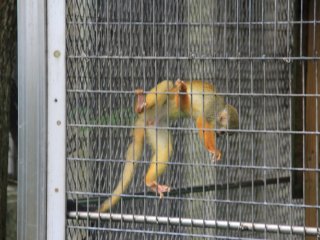 Le singe-écureuil commun est peut être le plus petit et  le plus mignon des primates du Zoo d'Okinawa
