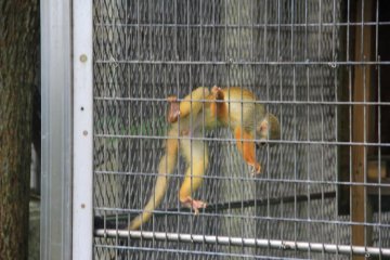 <p>The common squirrel monkey is perhaps the cutest and smallest of the primates at the Okinawa Zoo</p>