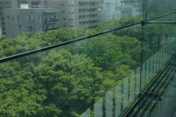 From the upper floors, you can see a river of tree tops in the street below.