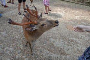 寺院里的鹿儿接受友人的喂食