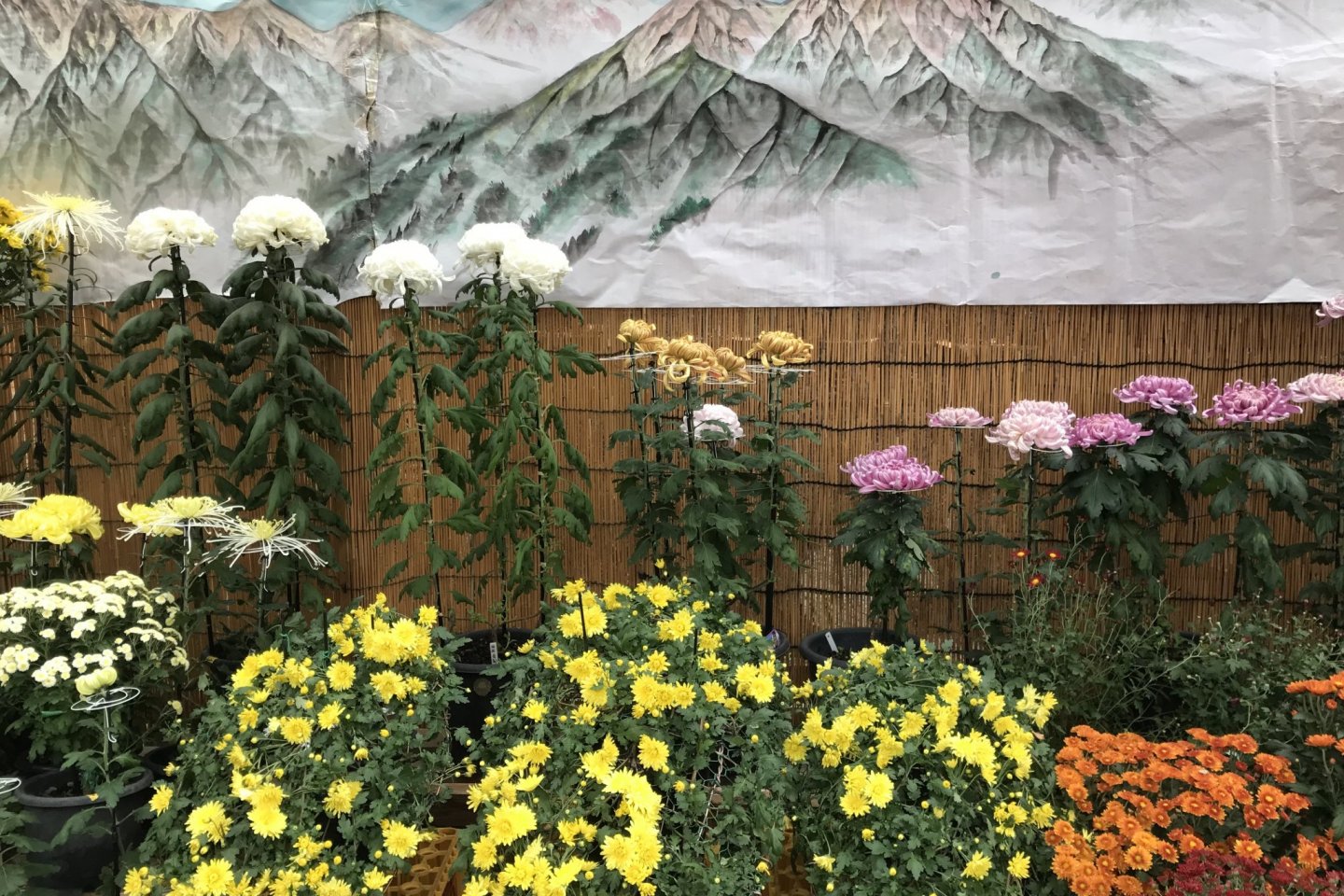Japan\'s national flower takes pride of place at this festival in mountainous Niigata