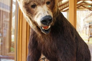 A kuma (bear) greets you at the door